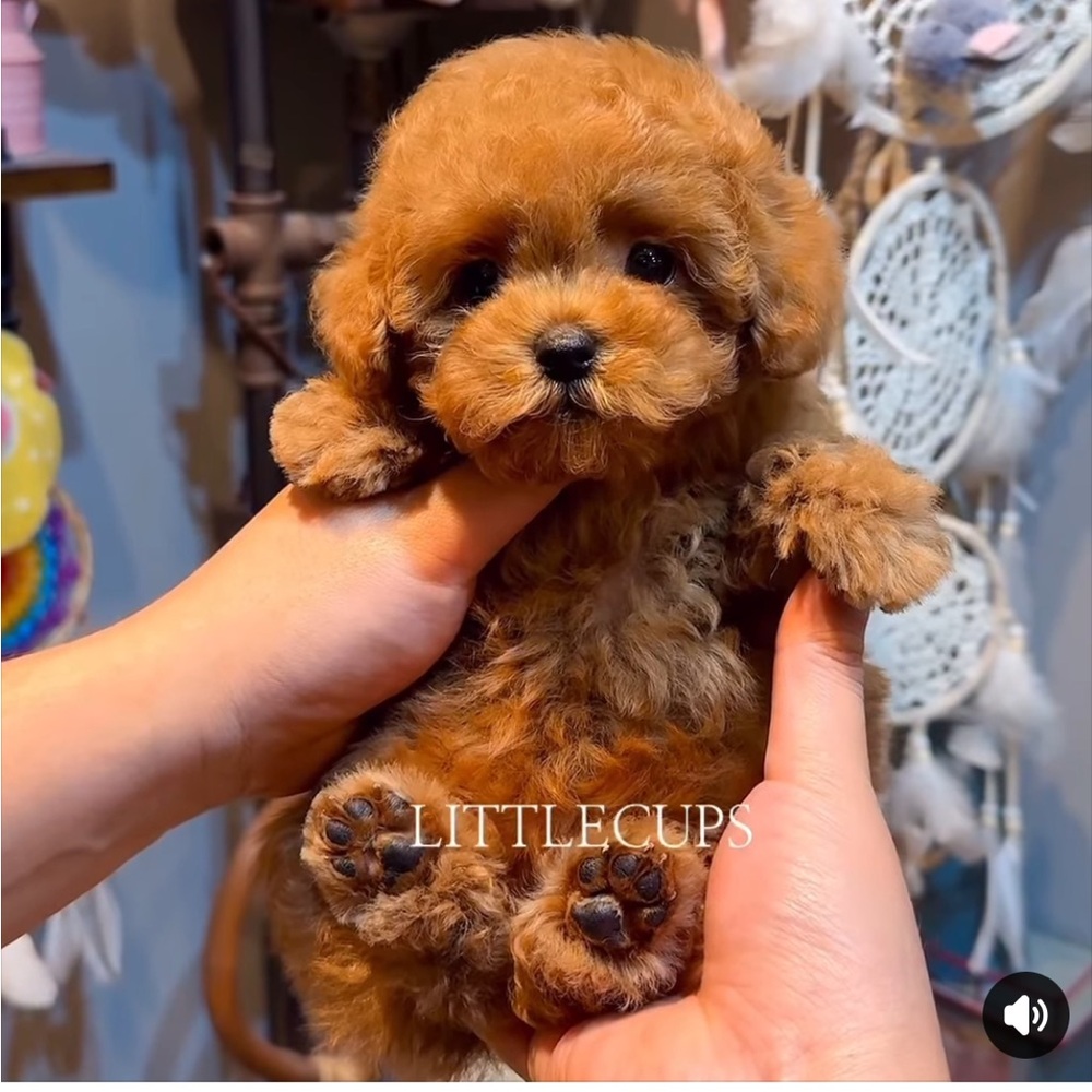 ❤️ “”I’M LOOKING FOR A VERY SMALL PUPPY DOG”” (NOT A DESIGNER DOG) ❤️